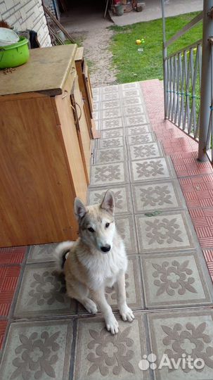 Западно сибирская лайка