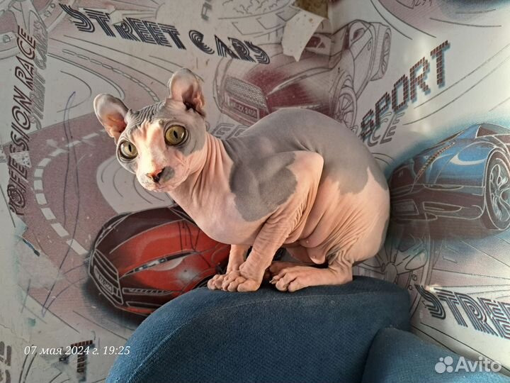 Сфинкс эльф девочка