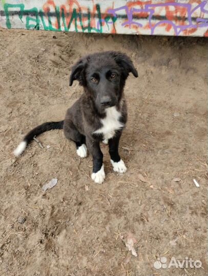 Щенки в добрые руки