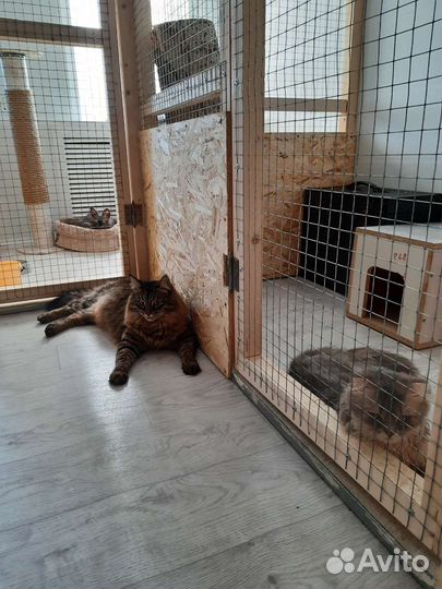 Передержка кошек