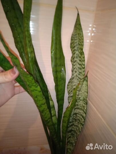 Сансевиерия
