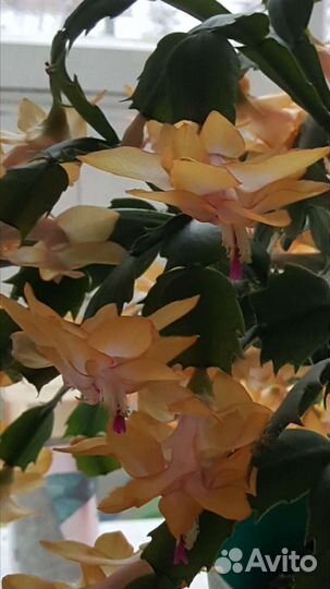 Шлюмбергера