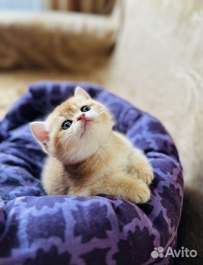 Котенок британская золотая шиншилла