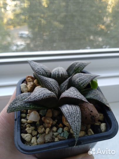 Хавортии, суккуленты