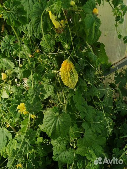 Семена Момордики