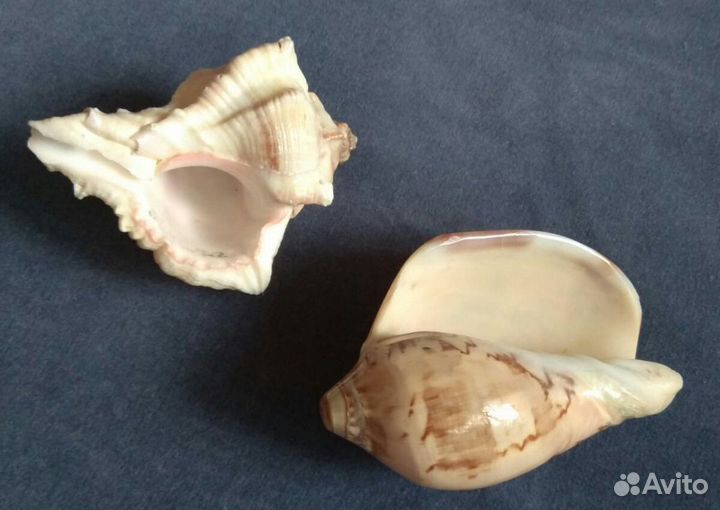Две ракушки (комплект), полированные