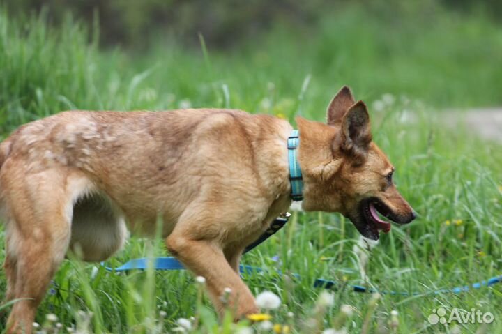 Собака Скалли