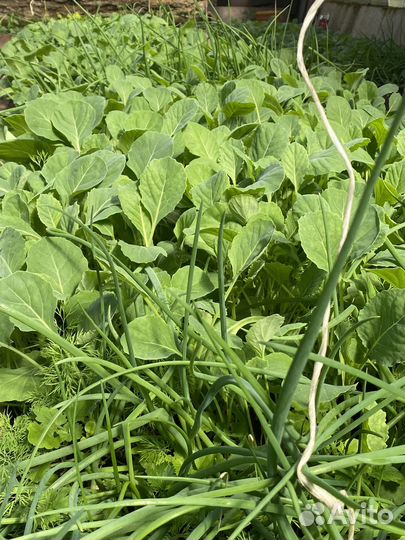 Продам рассаду