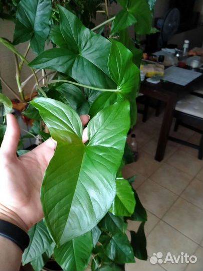 Сингониум Батерфляй/ножколистый