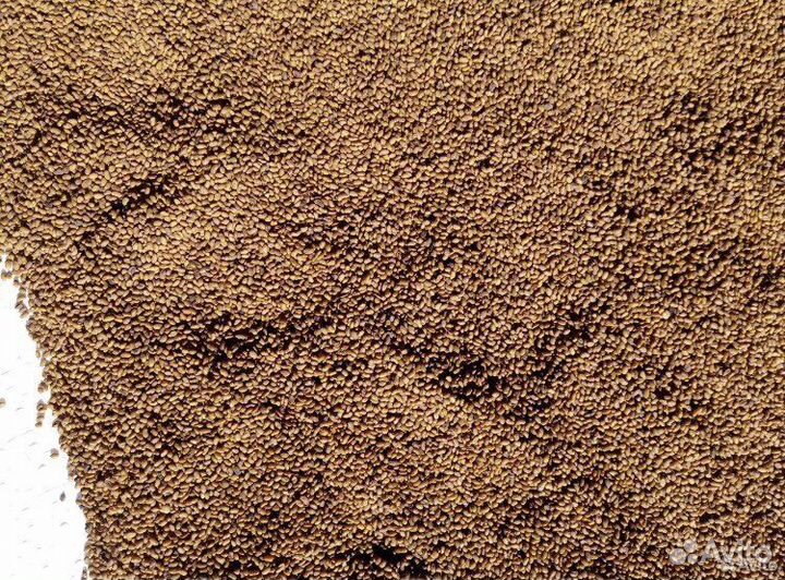 Продам семена фацелии