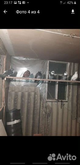 Голуби певчие