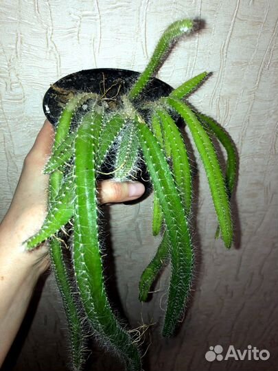 Кактусы