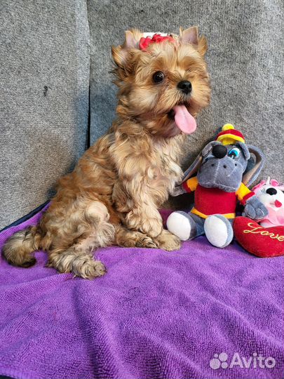 Красивая рыжая золотая русалка йорк