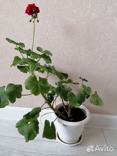 Пеларгония герань в горшке