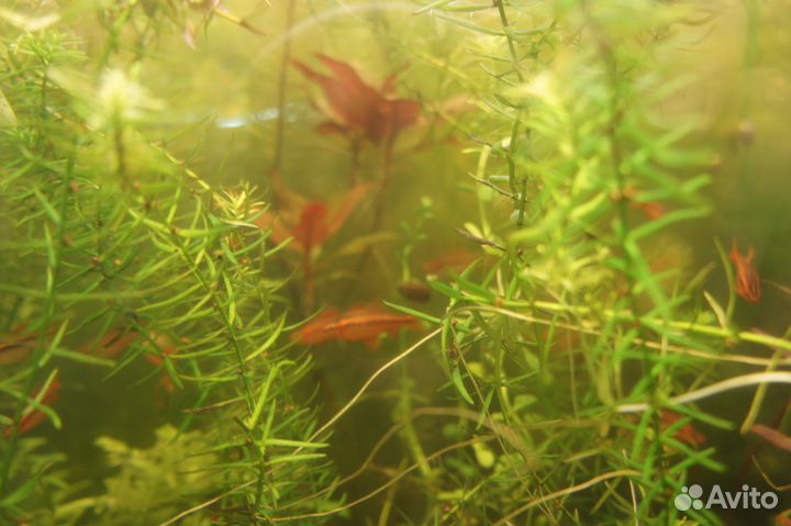 Неприхотливые растения и рыбки московские