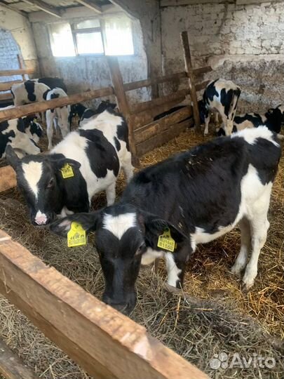 Бычки телята