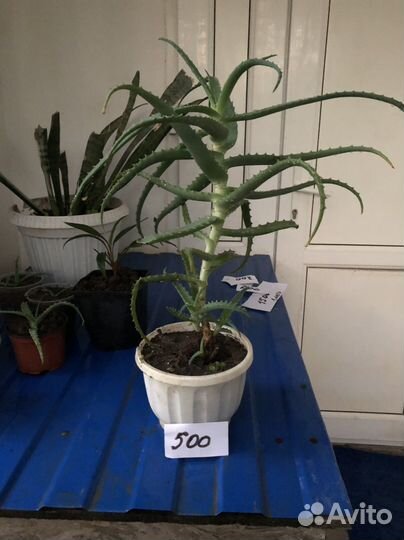 Комнатные цветы