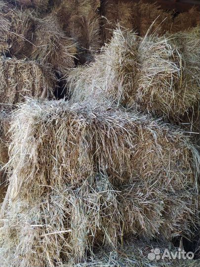 Сено эспарцетное