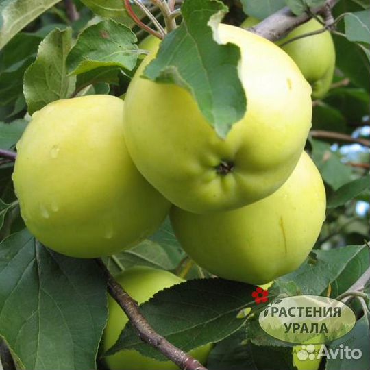 Саженцы Яблони 2-х лет