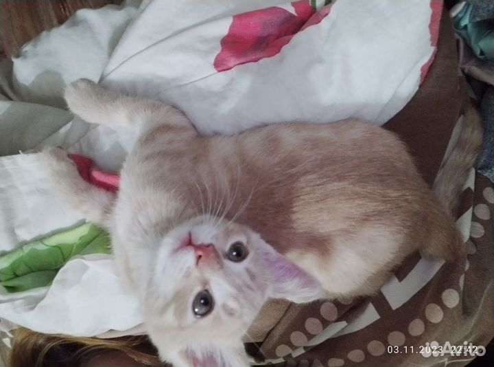 Котята в добрые руки