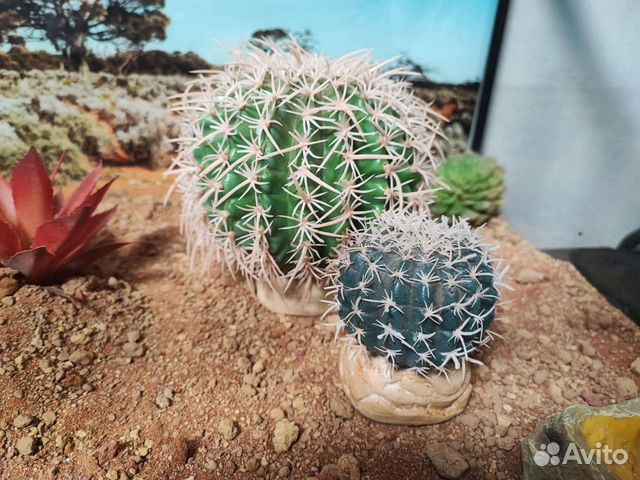 Искусственное растение кактус Exo-terra