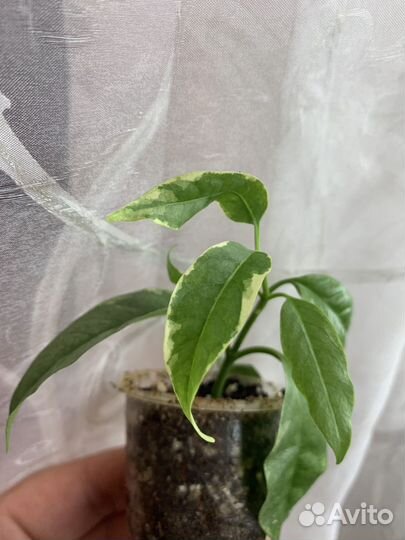 Хойя мультифлора вар