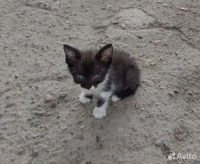 Котята отдам бесплатно