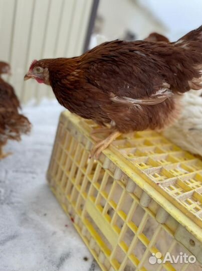 Куры Несушки