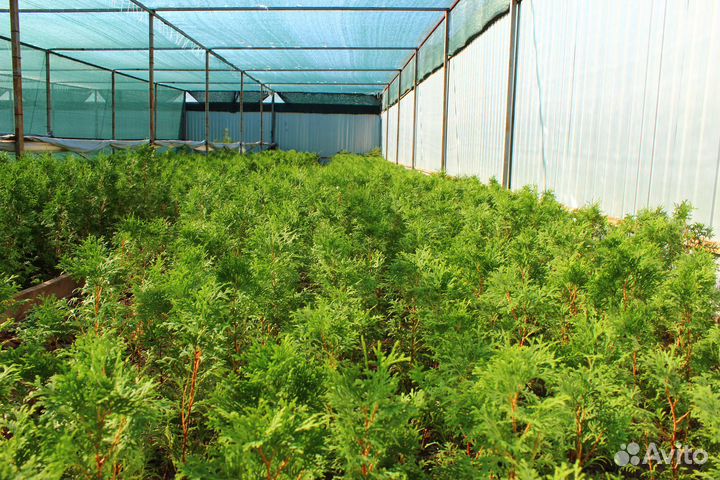 Туя Колумна на изгородь