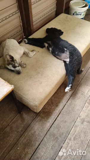 Щенки в добрые руки