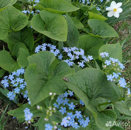 Садовые многолетники