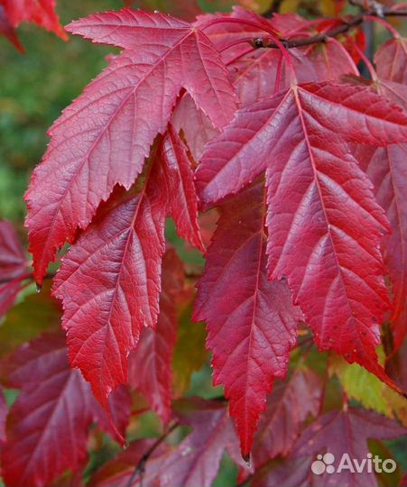 Клен гиннала