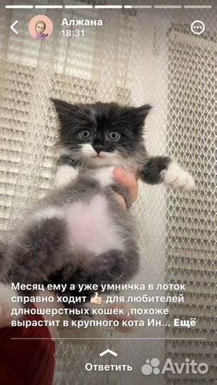 Котятки в добрые руки