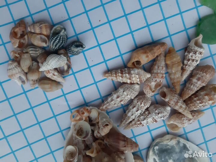 Ракушки Стромбус. Ракушки умбониум