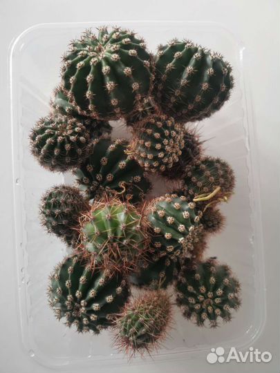 Продам деток кактуса