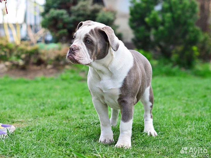 Староанглийский бульдог. Последняя девочка