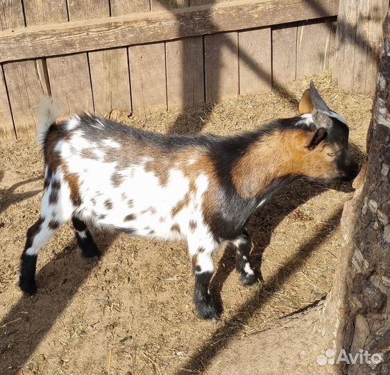 Камерунские козы