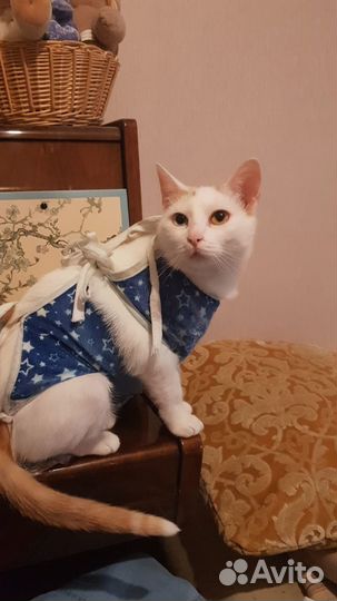 Кошечка Ася в добрые руки