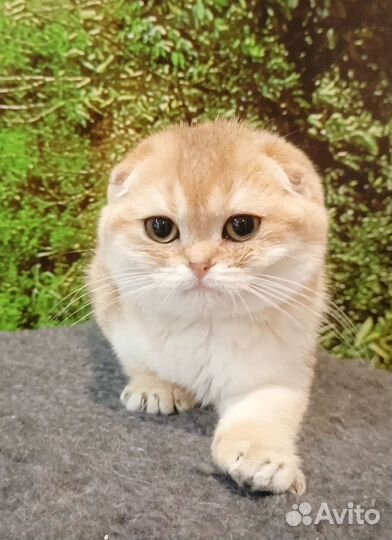 Шотландские вислоухие котята