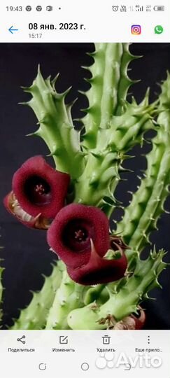 Растения для дома