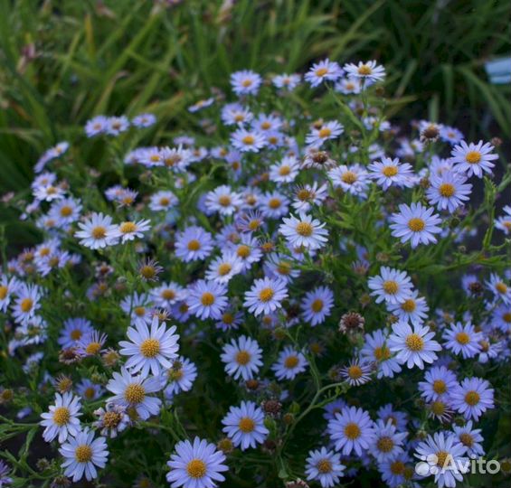 Многолетники Калимерис Блю Стар