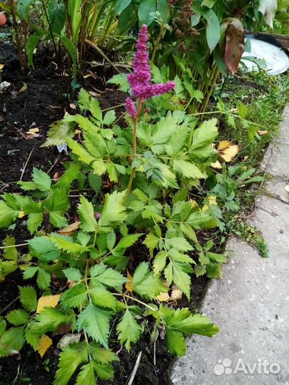 Астильба низкорослая