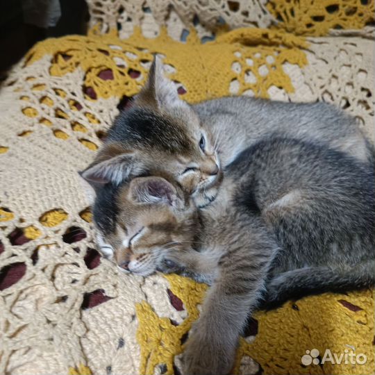 Котята абиссинские