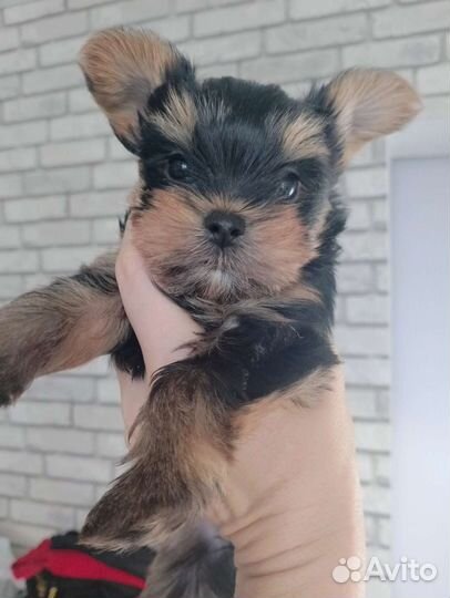 Йоркширский терьер