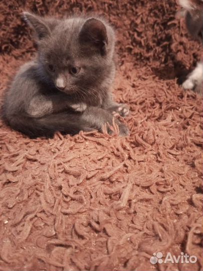 Кошка в дар бесплатно