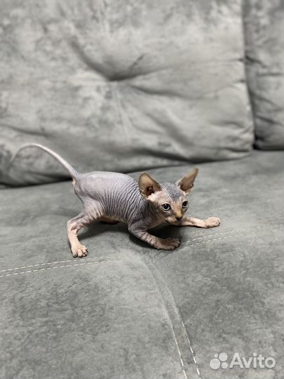 Канадский сфинкс