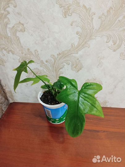 Филодендрон гитаровидный