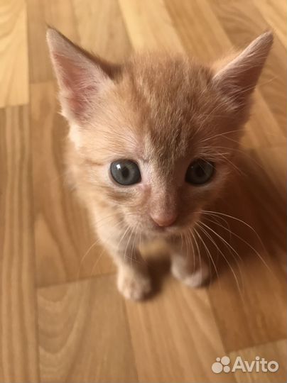 Кошка в добрые руки