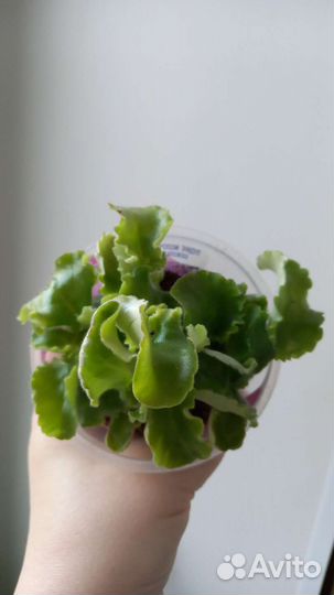 Фиалка махровая