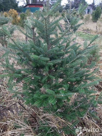 Саженцы живой изгороди